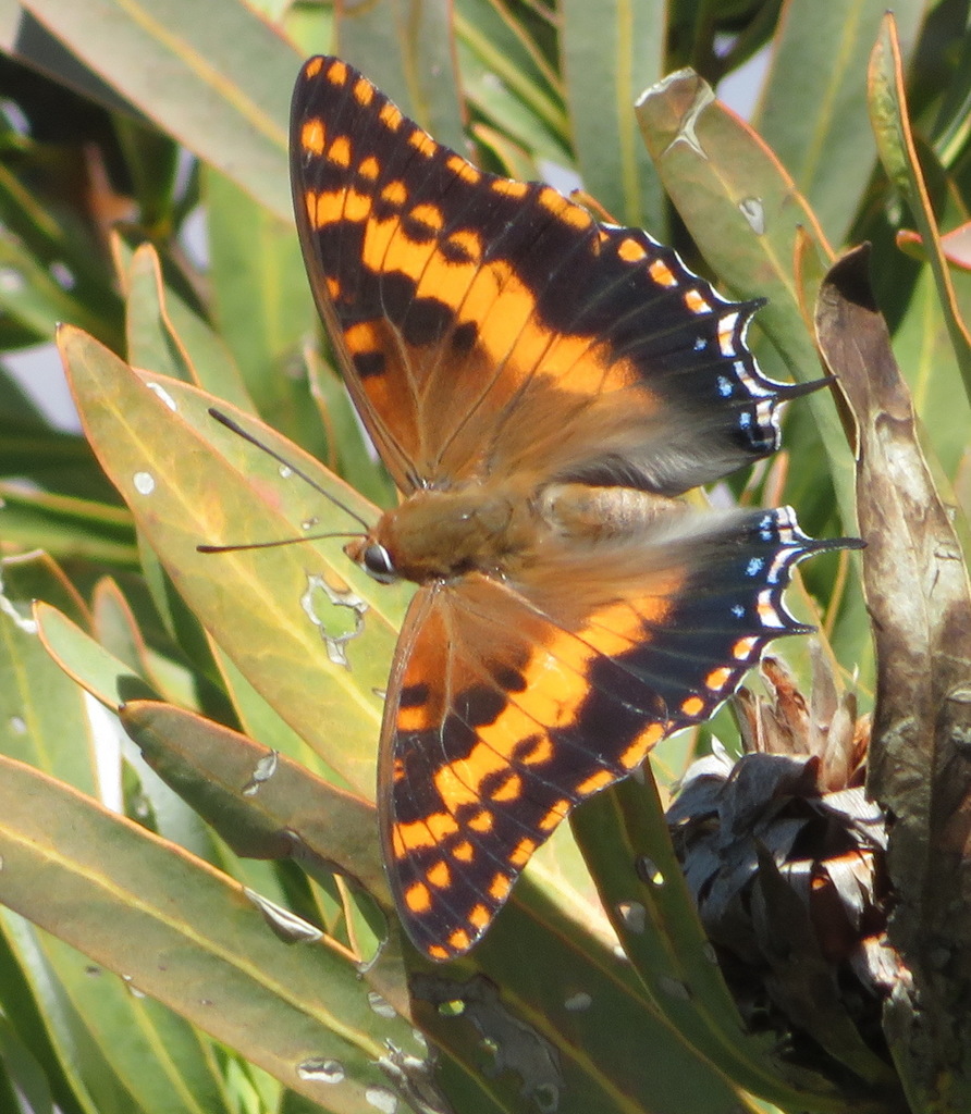 Emperor Butterflies