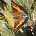 Emperor Butterflies - Photo (c) Nicola van Berkel, some rights reserved (CC BY-SA), uploaded by Nicola van Berkel