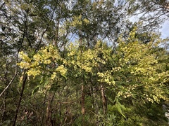 Acacia irrorata