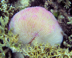 Fungia fungites