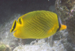 Chaetodon rafflesii