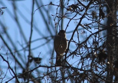 Zonotrichia leucophrys