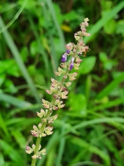 Coleus monostachyus