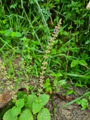 Coleus monostachyus