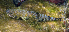 Saurida gracilis