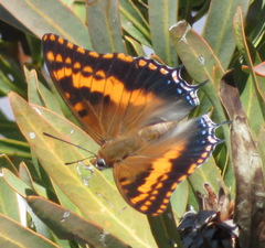 Charaxes pelias