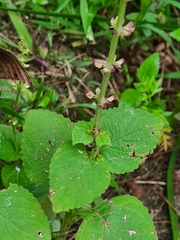 Coleus monostachyus