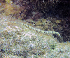 Corythoichthys haematopterus