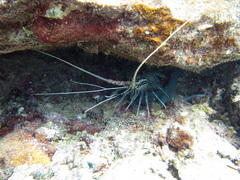 Panulirus versicolor