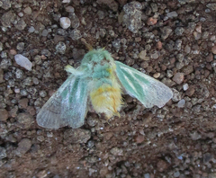 Coenobasis albiramosa