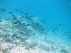 Acanthurus nigricauda