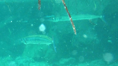 Tylosurus crocodilus