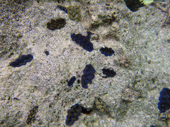 Tridacna crocea