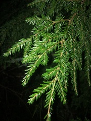 Tsuga heterophylla