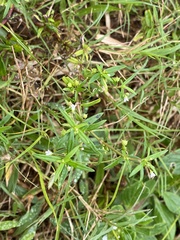 Oldenlandia corymbosa