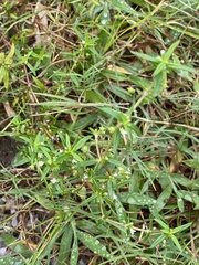 Oldenlandia corymbosa