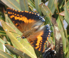 Charaxes pelias