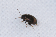 Chaetocnema hortensis