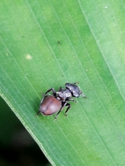 Cephalotes pusillus