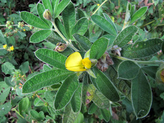 Crotalaria lachnocarpoides