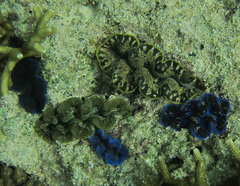 Tridacna crocea