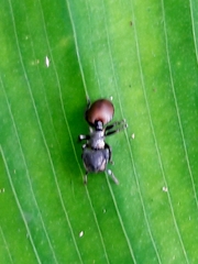 Cephalotes pusillus