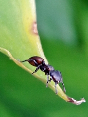 Cephalotes pusillus