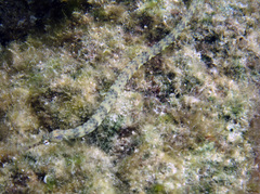 Corythoichthys haematopterus