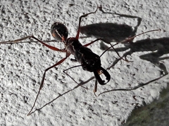 Odontomachus chelifer