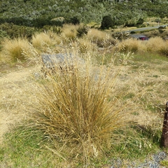 Chionochloa