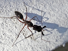 Odontomachus chelifer