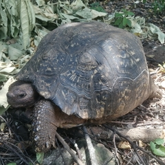Stigmochelys pardalis
