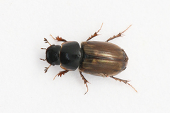 Melinopterus prodromus