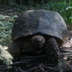 Stigmochelys pardalis