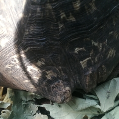 Stigmochelys pardalis