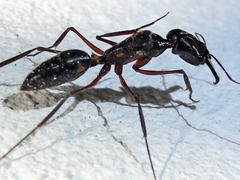 Odontomachus chelifer