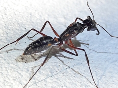 Odontomachus chelifer