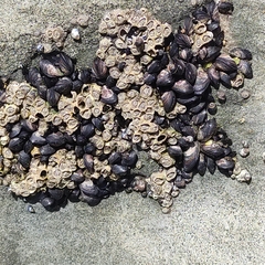 Xenostrobus neozelanicus