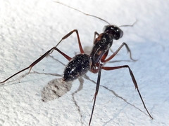 Odontomachus chelifer