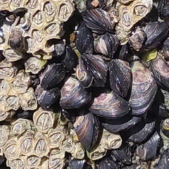 Xenostrobus neozelanicus