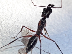 Odontomachus chelifer