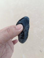 Holothuria atra