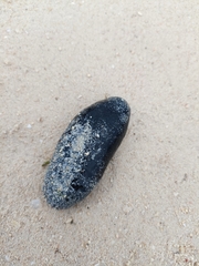 Holothuria atra