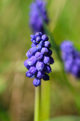Muscari botryoides