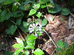 Scutellaria uliginosa