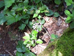 Scutellaria uliginosa