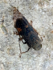 Coelidiinae
