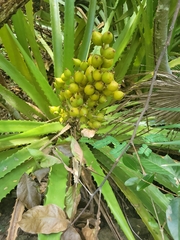 Bromelia pinguin