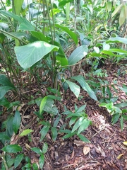 Goeppertia monophylla