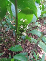 Goeppertia monophylla